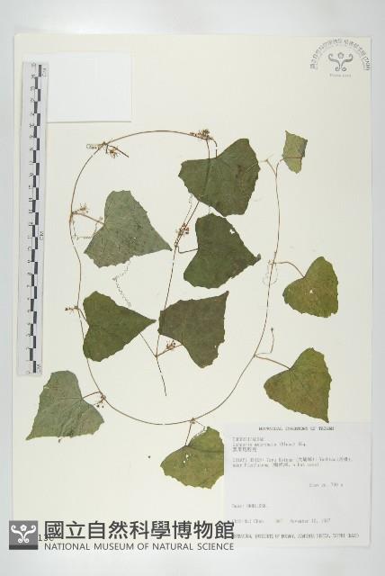 黑果馬交兒藏品圖，第1張