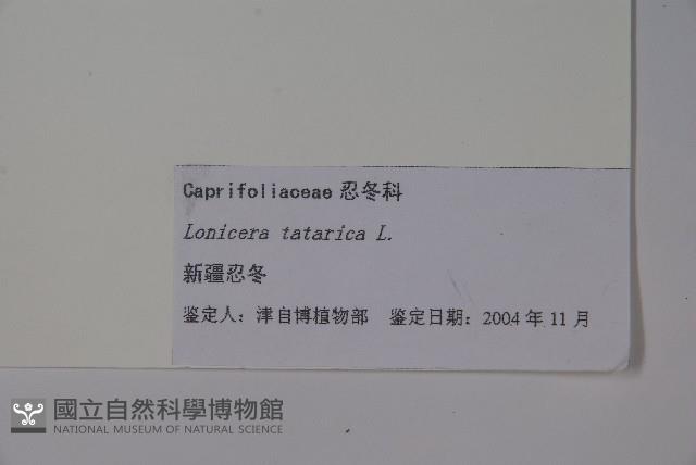 美果忍冬，新疆忍冬藏品圖，第2張