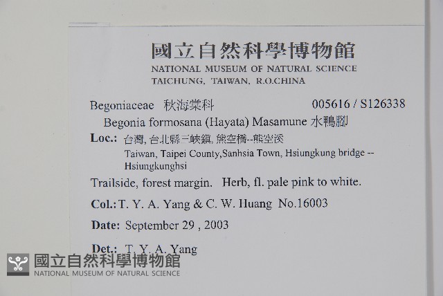 水鴨腳藏品圖，第5張