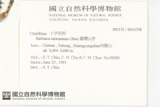 臺灣山芥菜藏品圖，第2張