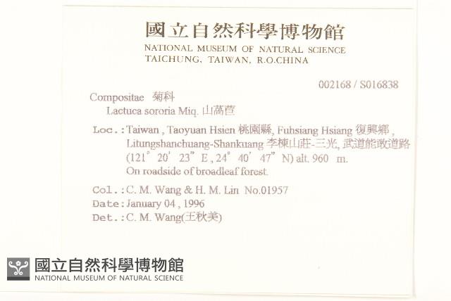 山萵苣藏品圖，第2張