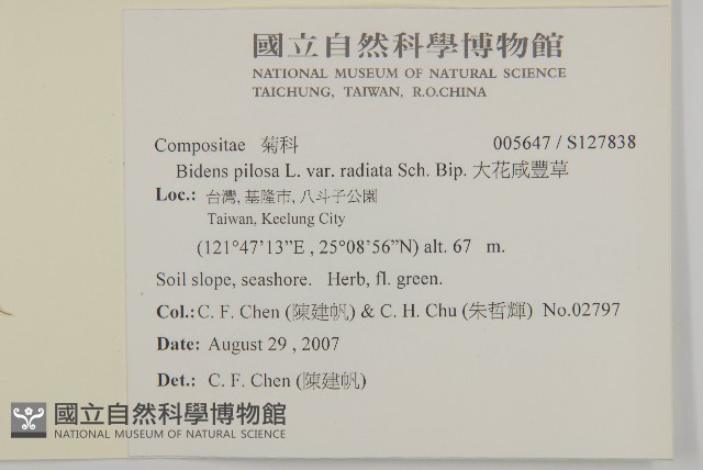 大花咸豐草藏品圖，第2張