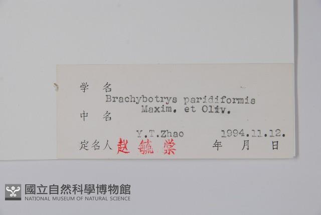 山茄子藏品圖，第2張