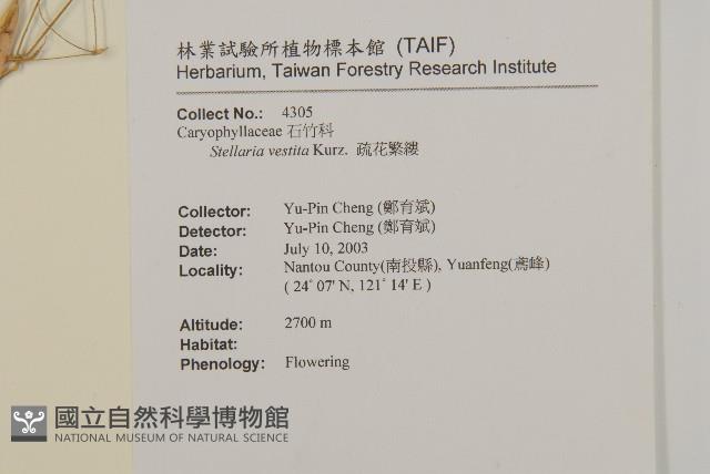 疏花繁縷藏品圖，第2張