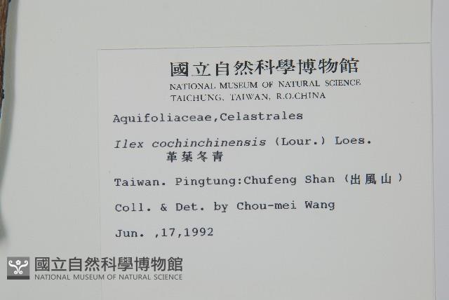 革葉冬青藏品圖，第2張