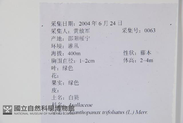 三葉五加、三加皮藏品圖，第2張