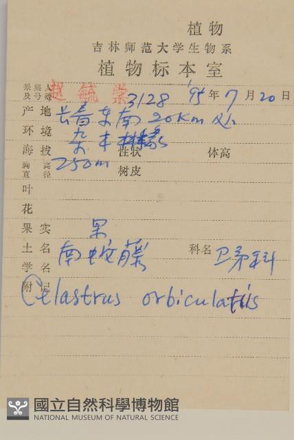 南蛇藤藏品圖，第2張