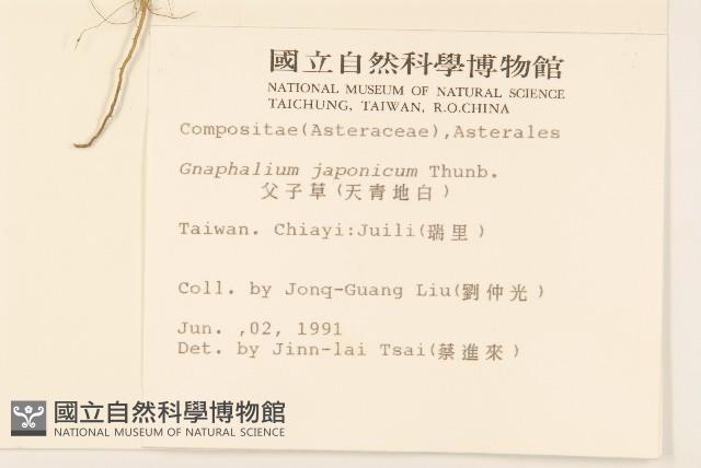 父子草、天青地白藏品圖，第2張