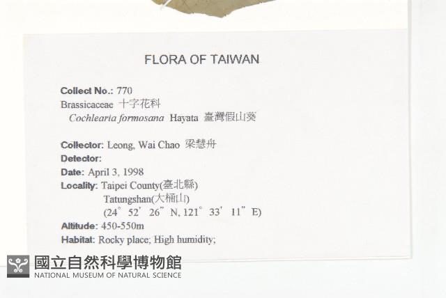 臺灣假山葵藏品圖，第2張