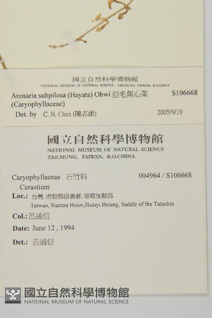 亞毛無心菜藏品圖，第2張