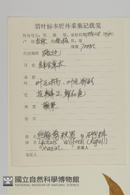 絲瓣剪秋籮藏品圖，第2張