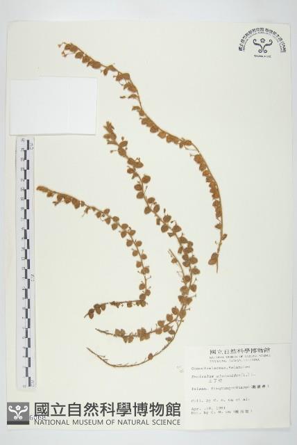 土丁桂藏品圖，第1張