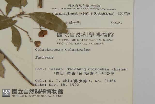 厚葉衛矛, 源一木藏品圖，第2張