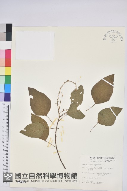 扛香藤藏品圖，第1張