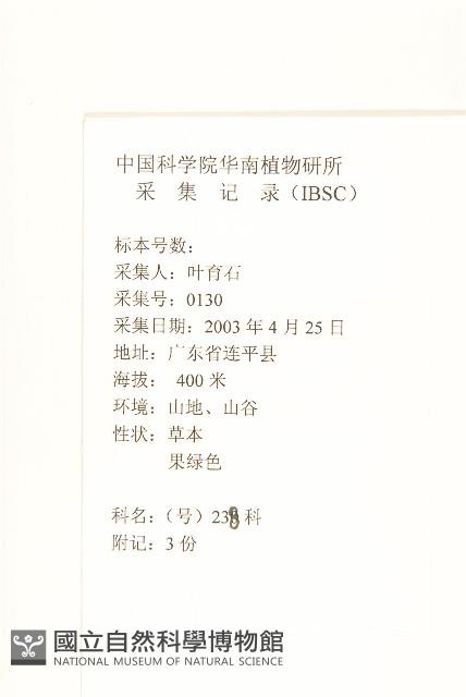 假吐金菊藏品圖，第2張