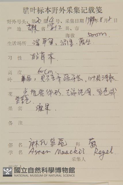 圓苞紫菀藏品圖，第2張