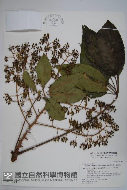 鵝掌柴、江某、鴨腳樹藏品圖，第1張