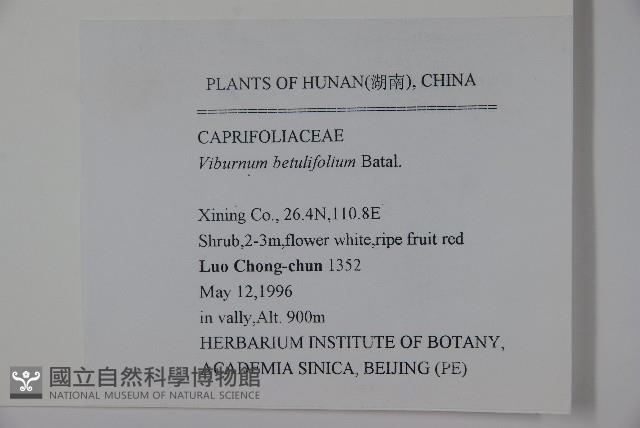 樺葉莢迷、玉山莢迷藏品圖，第2張