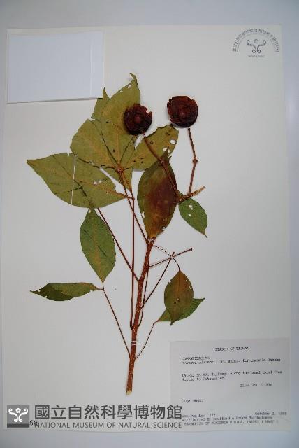 魚木藏品圖，第1張