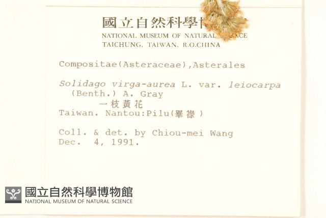 一枝黃花藏品圖，第2張