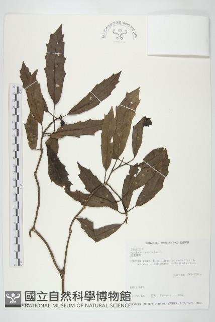 桃葉珊瑚藏品圖，第1張