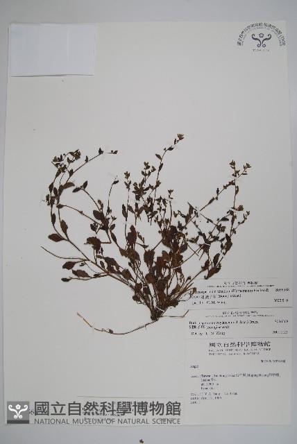 細纍子草藏品圖，第1張