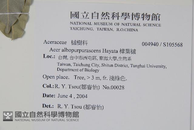 樟葉槭, 飛蛾子樹藏品圖，第2張