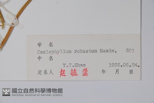 紅毛七藏品圖，第2張