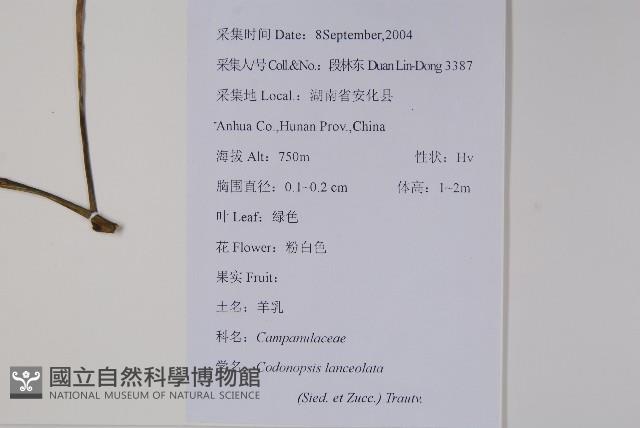 羊乳、四葉參藏品圖，第2張