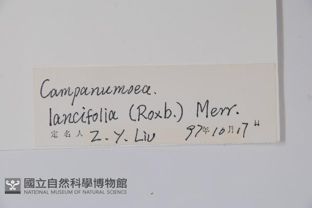 臺灣土黨參藏品圖，第2張