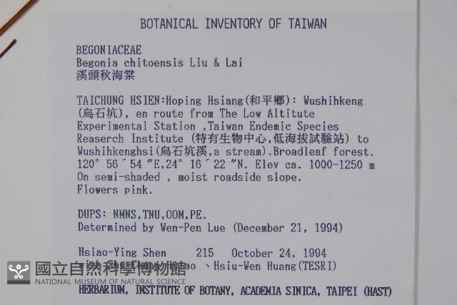 溪頭秋海棠藏品圖，第2張