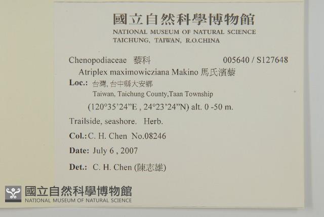 馬氏濱藜藏品圖，第2張