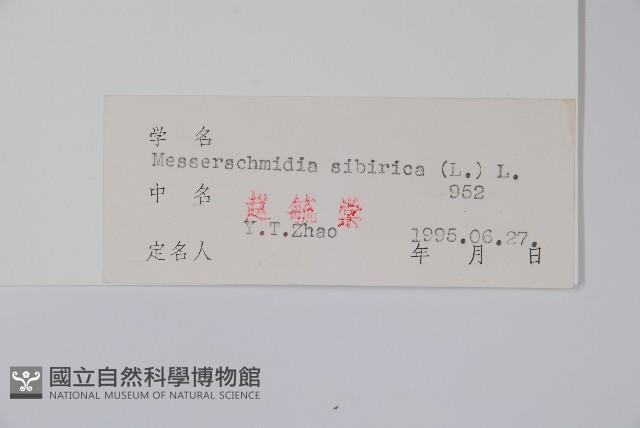 砂引草藏品圖，第2張