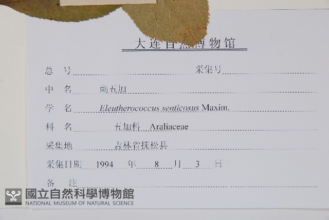 刺五加藏品圖，第2張