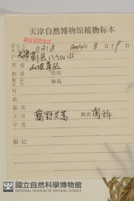 野艾蒿藏品圖，第2張