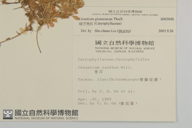 球序卷耳藏品圖，第2張