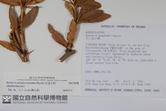 Thin-leaf Barberry Collection Image, Figure 2, Total 2 Figures