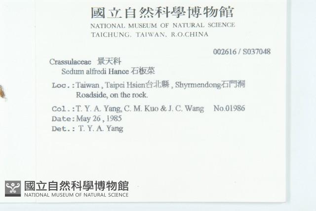 石板菜藏品圖，第2張