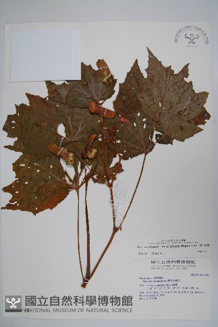 裂葉秋海棠藏品圖，第1張