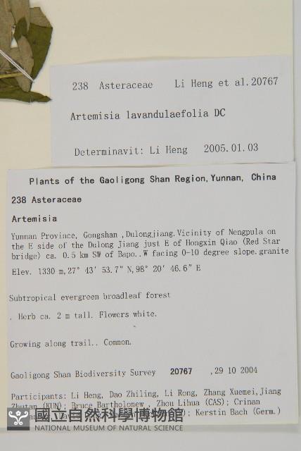 野艾蒿藏品圖，第2張