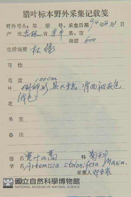 寬葉山蒿藏品圖，第2張