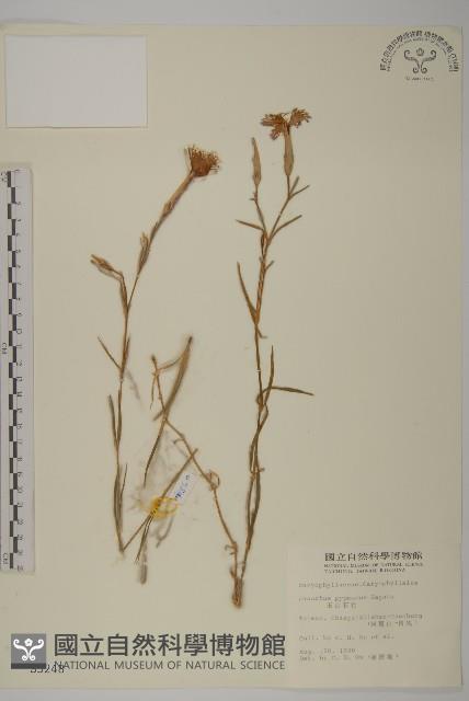 玉山石竹藏品圖，第1張