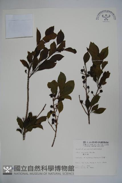 鐵冬青藏品圖，第1張