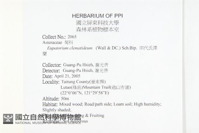 田代氏澤蘭藏品圖，第2張