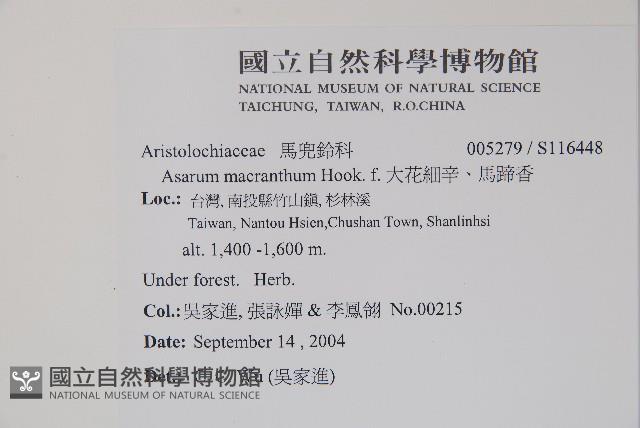 大花細辛、馬蹄香藏品圖，第2張