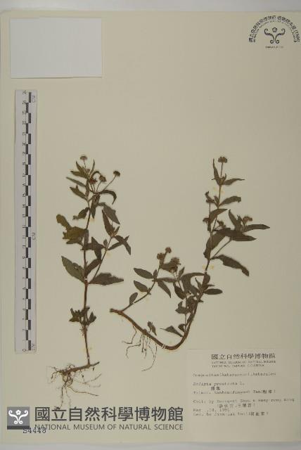 鱧腸藏品圖，第1張