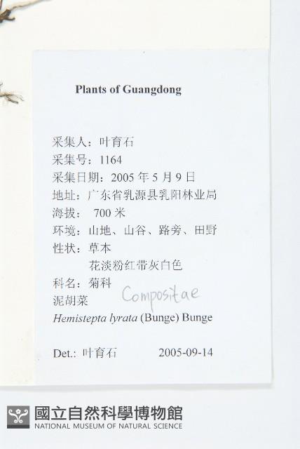 泥胡菜藏品圖，第2張