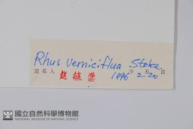 漆樹藏品圖，第2張