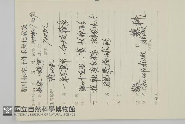 藜、灰藜藏品圖，第2張