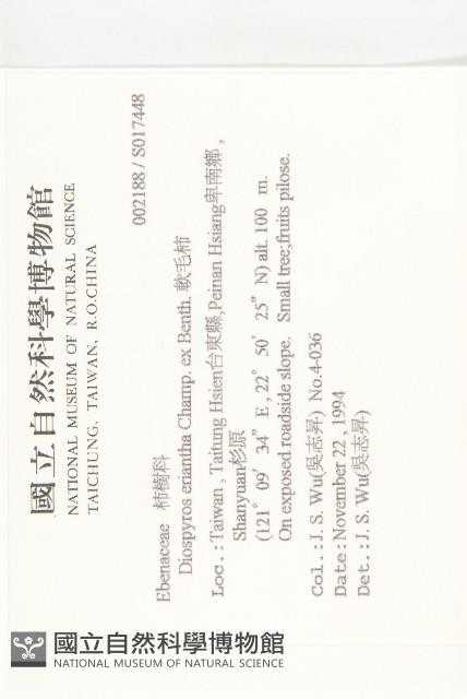 軟毛柿藏品圖，第2張